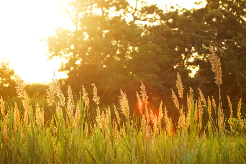 summer field